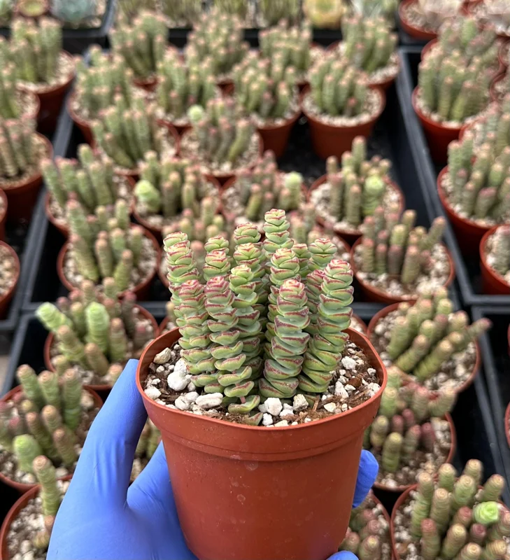 Crassula Baby Necklace Succulent – Live Plant – Easy Care Indoor Trailing Succulent Crassula Baby Necklace Succulent – Live Plant – Easy Care Indoor Trailing Succulent - Image 1