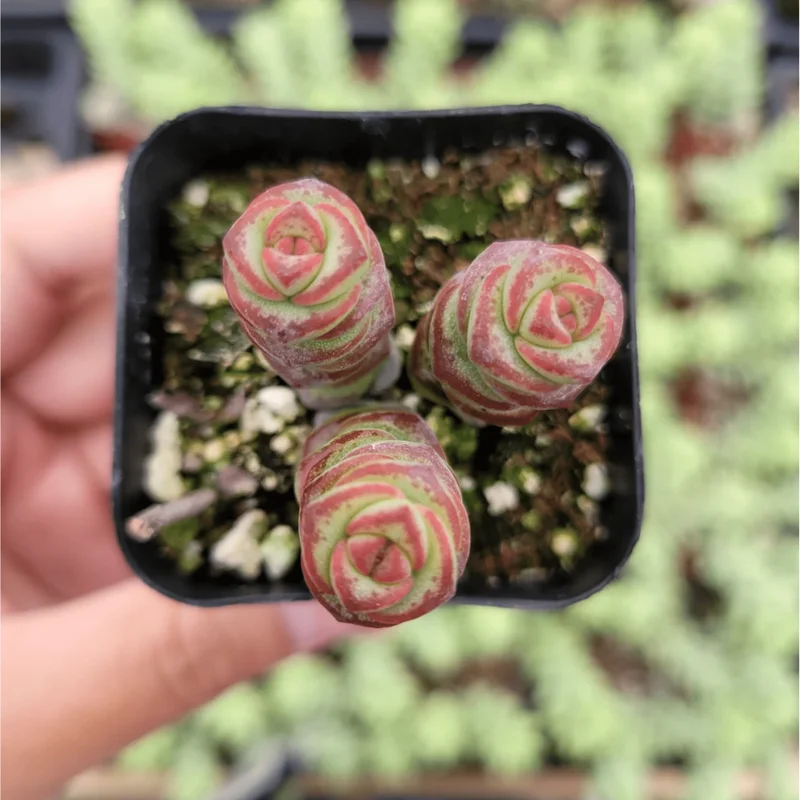 Crassula Baby's Necklace Succulent Live Plant 2 Inch Pot Indoor Outdoor Crassula Baby's Necklace Succulent Live Plant 2 Inch Pot Indoor Outdoor - Image 2