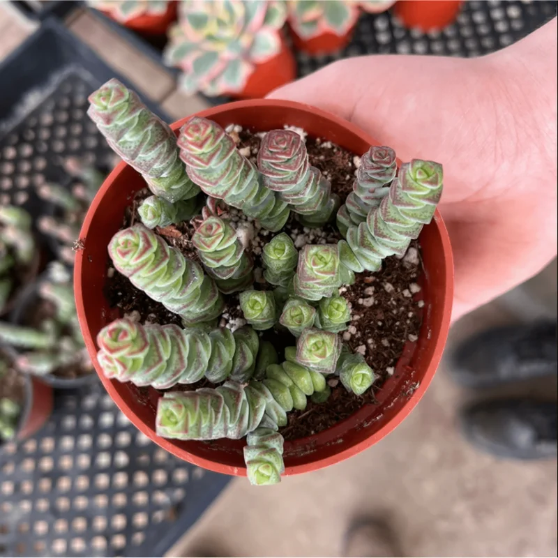 Crassula Baby's Necklace Succulent Live Plant 2 Inch Pot Indoor Outdoor Crassula Baby's Necklace Succulent Live Plant 2 Inch Pot Indoor Outdoor - Image 3