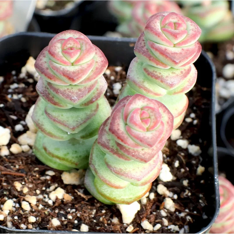 Crassula Baby's Necklace Succulent Live Plant 2 Inch Pot Indoor Outdoor Crassula Baby's Necklace Succulent Live Plant 2 Inch Pot Indoor Outdoor - Image 4