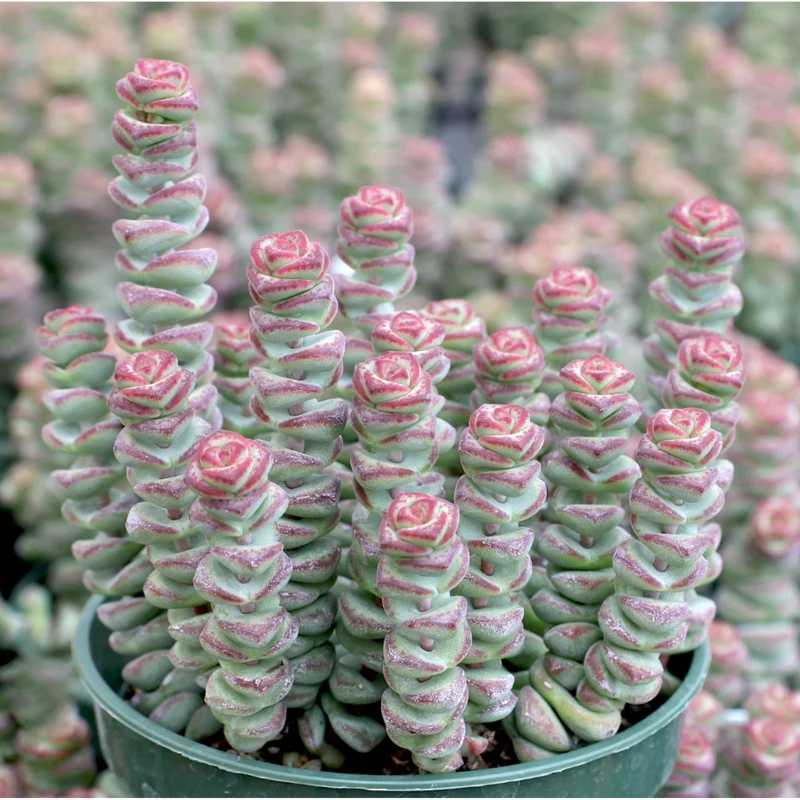 Crassula Baby's Necklace Succulent Live Plant 2 Inch Pot Indoor Outdoor Crassula Baby's Necklace Succulent Live Plant 2 Inch Pot Indoor Outdoor - Image 5