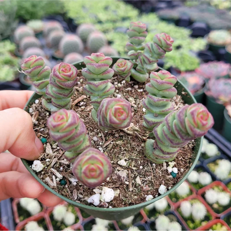 Crassula Baby's Necklace Succulent Live Plant 2 Inch Pot Indoor Outdoor Crassula Baby's Necklace Succulent Live Plant 2 Inch Pot Indoor Outdoor - Image 6
