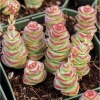 Crassula Baby's Necklace Succulent Live Plant 2 Inch Pot Indoor Outdoor - Image 1
