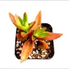 Crassula Capitella 'Campfire' Succulent Live Plant – 2 Inch Pot – Indoor Outdoor Crassula Capitella 'Campfire' Succulent Live Plant – 2 Inch Pot – Indoor Outdoor - Image 1