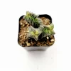 Crassula Capitella 'Pagoda Village' Succulent Live Plant 2 Inch Pot Indoor/Outdoor Crassula Capitella 'Pagoda Village' Succulent Live Plant 2 Inch Pot Indoor/Outdoor - Image 1