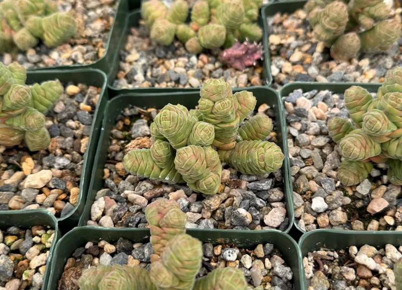 Crassula Columella Live Plant - Rattlesnake Tail Succulent in 4 Inch Pot Crassula Columella Live Plant - Rattlesnake Tail Succulent in 4 Inch Pot - Image 2