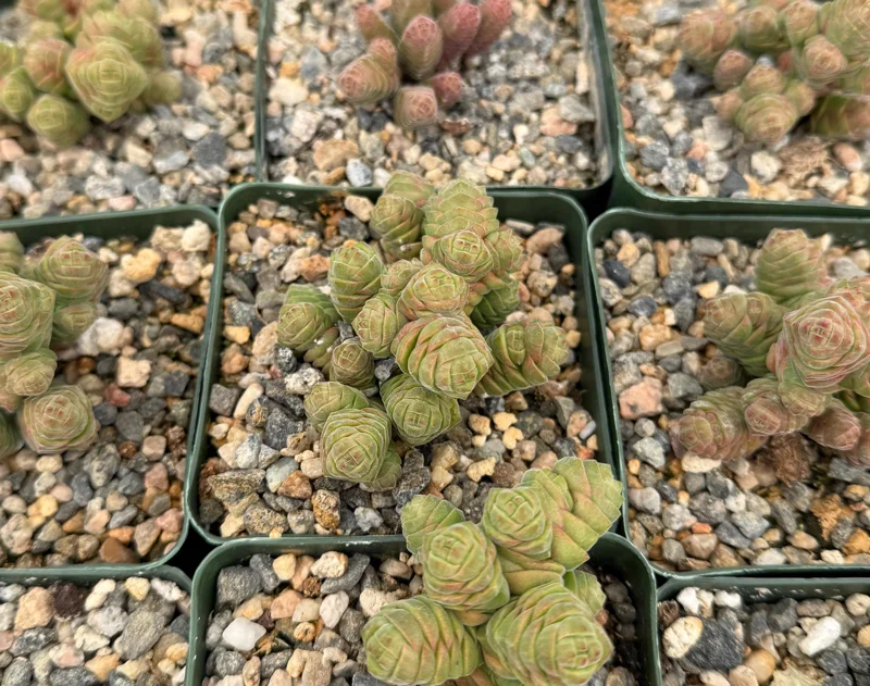 Crassula Columella Live Plant - Rattlesnake Tail Succulent in 4 Inch Pot Crassula Columella Live Plant - Rattlesnake Tail Succulent in 4 Inch Pot - Image 3