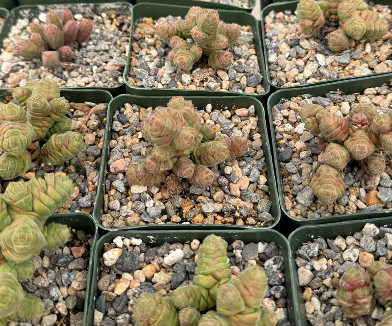 Crassula Columella Live Plant - Rattlesnake Tail Succulent in 4 Inch Pot Crassula Columella Live Plant - Rattlesnake Tail Succulent in 4 Inch Pot - Image 4