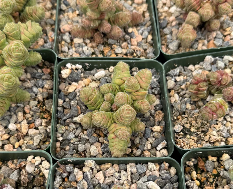 Crassula Columella Live Plant - Rattlesnake Tail Succulent in 4 Inch Pot Crassula Columella Live Plant - Rattlesnake Tail Succulent in 4 Inch Pot - Image 5