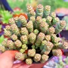 Crassula cv. 'Jade Necklace' Succulent Seeds - 25 Seeds Pack - Rare Indoor/Outdoor Crassula cv. 'Jade Necklace' Succulent Seeds - 25 Seeds Pack - Rare Indoor/Outdoor - Image 1