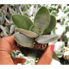 Crassula 'Fallwood' Succulent Live Plant 2 Inch Pot - Indoor Outdoor - Image 1