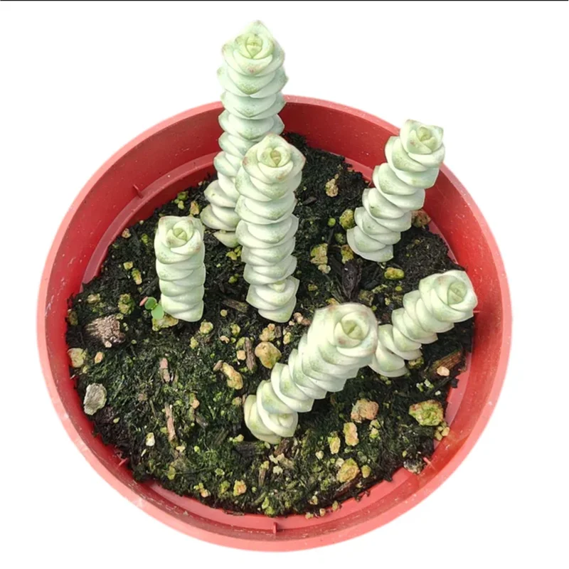 Crassula Fantasy 'Baby's Necklace' Variegated Succulent Plant 2 Inch for Indoor Outdoor Home Office Garden Decor Crassula Fantasy 'Baby's Necklace' Variegated Succulent Plant 2 Inch for Indoor Outdoor Home Office Garden Decor - Image 2