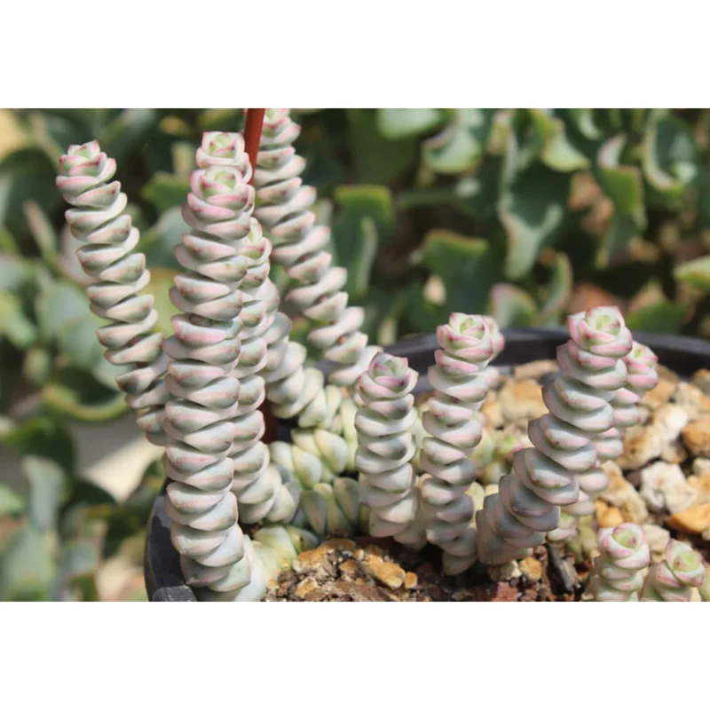 Crassula Fantasy 'Baby's Necklace' Variegated Succulent Plant 2 Inch for Indoor Outdoor Home Office Garden Decor Crassula Fantasy 'Baby's Necklace' Variegated Succulent Plant 2 Inch for Indoor Outdoor Home Office Garden Decor - Image 3