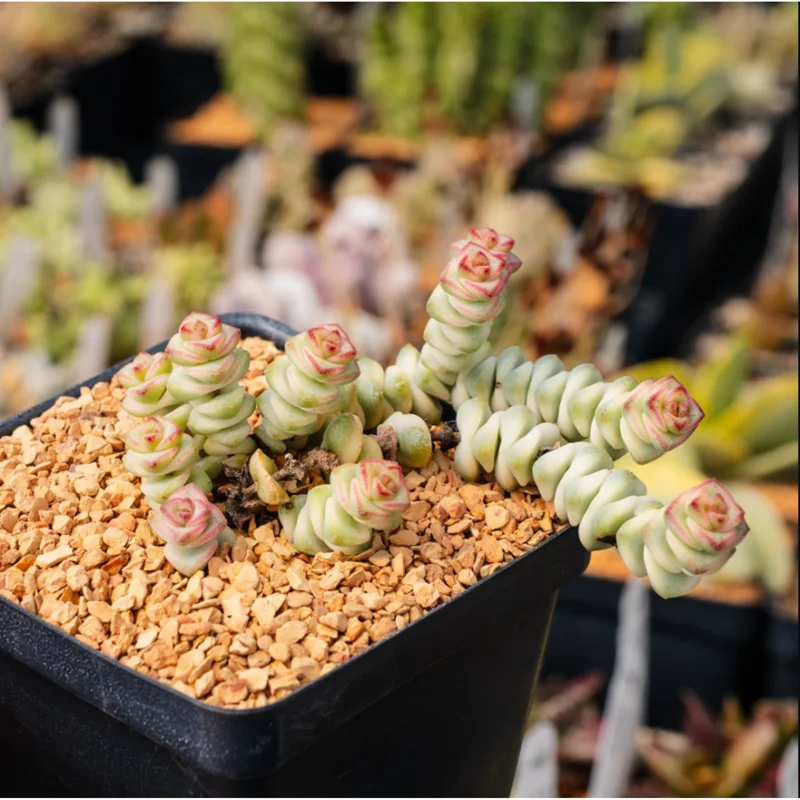 Crassula Fantasy 'Baby's Necklace' Variegated Succulent Plant 2 Inch for Indoor Outdoor Home Office Garden Decor Crassula Fantasy 'Baby's Necklace' Variegated Succulent Plant 2 Inch for Indoor Outdoor Home Office Garden Decor - Image 5