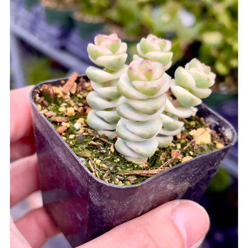Crassula Fantasy 'Baby's Necklace' Variegated Succulent Plant 2 Inch for Indoor Outdoor Home Office Garden Decor Crassula Fantasy 'Baby's Necklace' Variegated Succulent Plant 2 Inch for Indoor Outdoor Home Office Garden Decor - Image 6