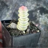 Crassula Fantasy 'Baby's Necklace' Variegated Succulent Plant 2 Inch for Indoor Outdoor Home Office Garden Decor Crassula Fantasy 'Baby's Necklace' Variegated Succulent Plant 2 Inch for Indoor Outdoor Home Office Garden Decor - Image 1