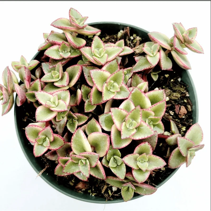 Crassula Marginalis Rubra Variegata 'Calico Kitten' Succulent Plant 2 Inch Pot for Indoor & Outdoor - Image 2