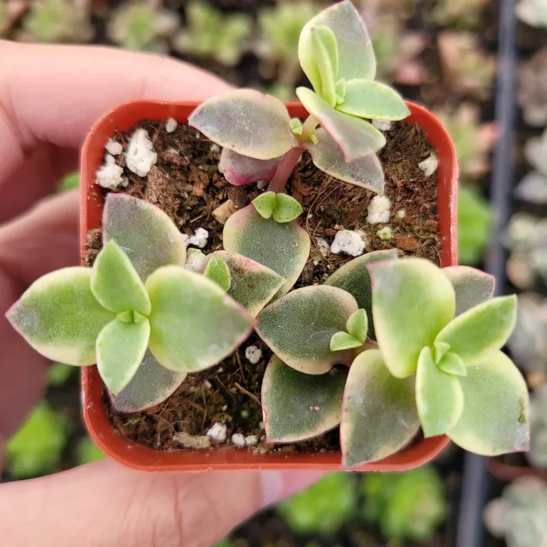 Crassula Marginalis Rubra Variegata 'Calico Kitten' Succulent Plant 2 Inch Pot for Indoor & Outdoor Crassula Marginalis Rubra Variegata 'Calico Kitten' Succulent Plant 2 Inch Pot for Indoor & Outdoor - Image 3