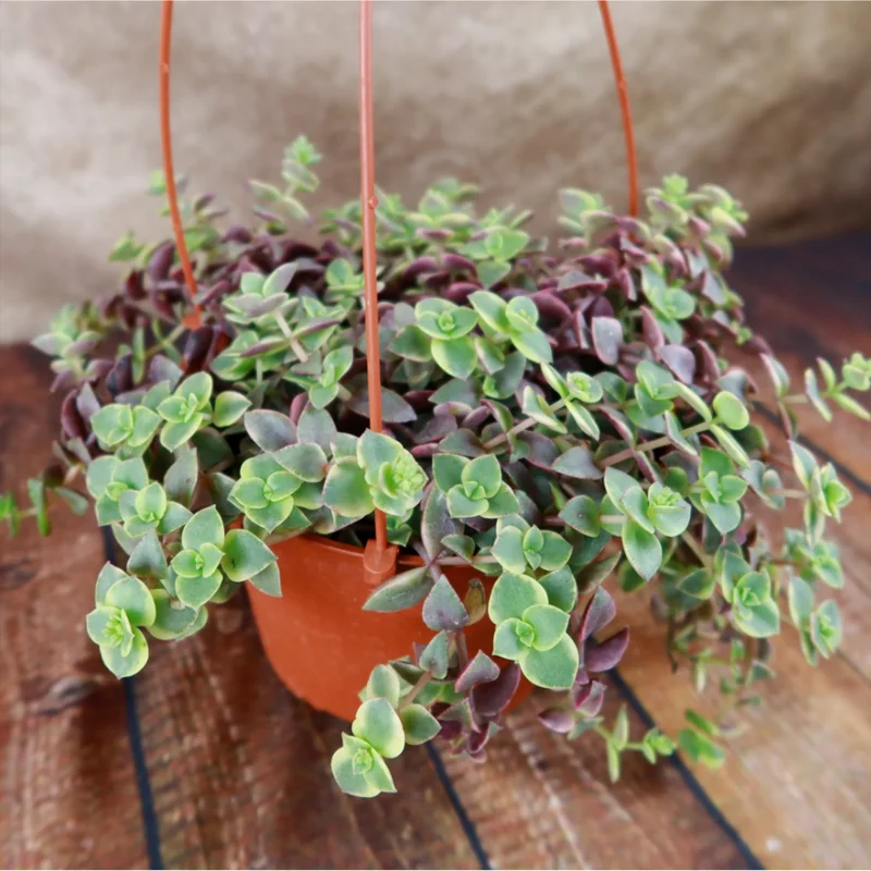 Crassula Marginalis Rubra Variegata 'Calico Kitten' Succulent Plant 2 Inch Pot for Indoor & Outdoor Crassula Marginalis Rubra Variegata 'Calico Kitten' Succulent Plant 2 Inch Pot for Indoor & Outdoor - Image 4