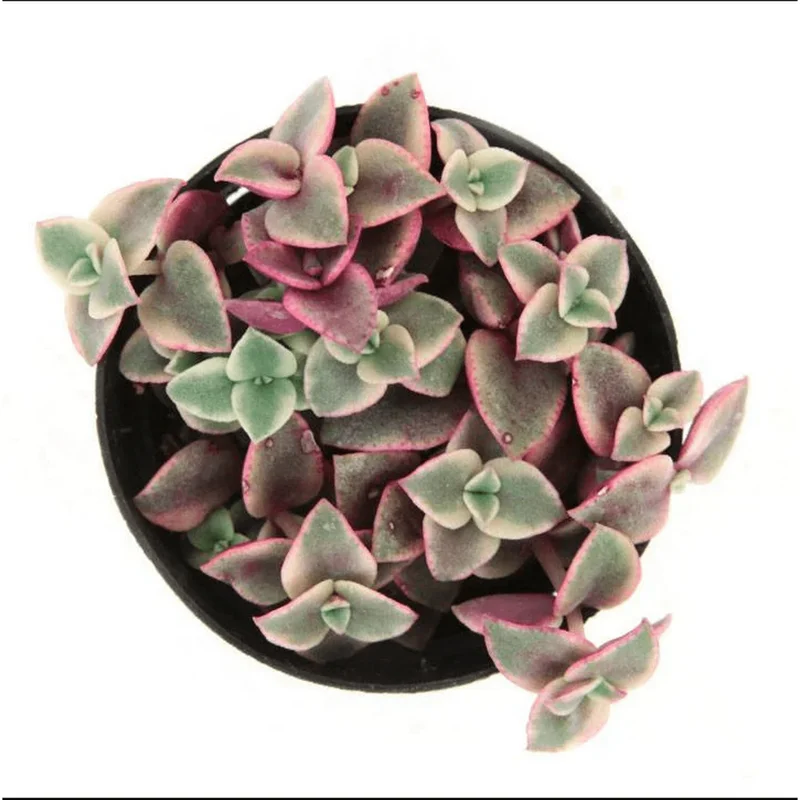 Crassula Marginalis Rubra Variegata 'Calico Kitten' Succulent Plant 2 Inch Pot for Indoor & Outdoor Crassula Marginalis Rubra Variegata 'Calico Kitten' Succulent Plant 2 Inch Pot for Indoor & Outdoor - Image 5