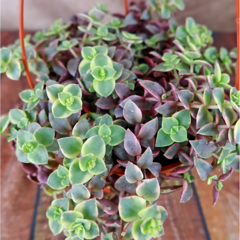 Crassula Marginalis Rubra Variegata 'Calico Kitten' Succulent Plant 2 Inch Pot for Indoor & Outdoor Crassula Marginalis Rubra Variegata 'Calico Kitten' Succulent Plant 2 Inch Pot for Indoor & Outdoor - Image 6