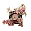 Crassula Marginalis Rubra Variegata 'Calico Kitten' Succulent Plant 2 Inch Pot for Indoor & Outdoor - Image 1