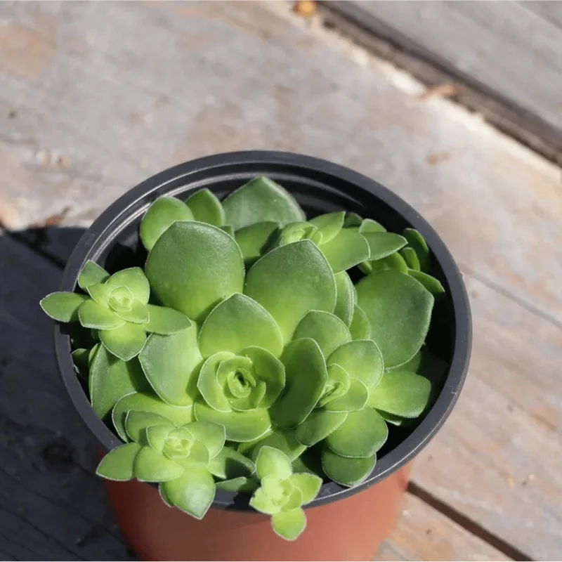 Crassula Orbicularis Succulent Live Plant – 2 Inch Pot – Indoor/Outdoor Decor Crassula Orbicularis Succulent Live Plant – 2 Inch Pot – Indoor/Outdoor Decor - Image 3