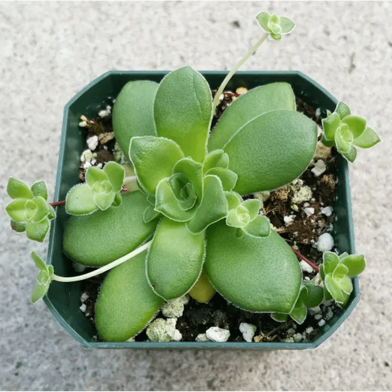 Crassula Orbicularis Succulent Live Plant – 2 Inch Pot – Indoor/Outdoor Decor Crassula Orbicularis Succulent Live Plant – 2 Inch Pot – Indoor/Outdoor Decor - Image 5