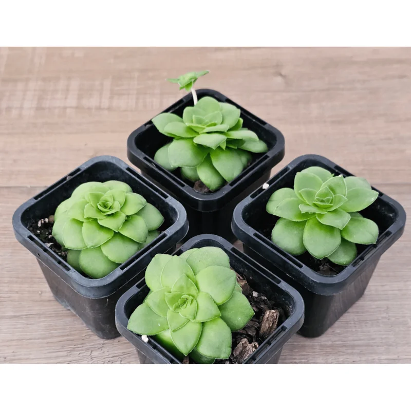 Crassula Orbicularis Succulent Live Plant – 2 Inch Pot – Indoor/Outdoor Decor Crassula Orbicularis Succulent Live Plant – 2 Inch Pot – Indoor/Outdoor Decor - Image 6