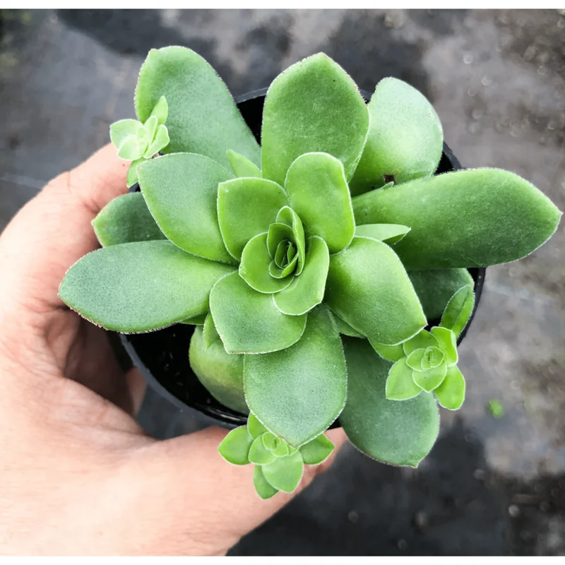 Crassula Orbicularis Succulent Live Plant – 2 Inch Pot – Indoor/Outdoor Decor Crassula Orbicularis Succulent Live Plant – 2 Inch Pot – Indoor/Outdoor Decor - Image 1