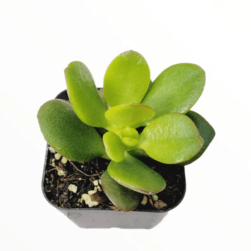 Crassula Ovata 'Baby Jade' Succulent Live Plant – 2 Inch Pot – Indoor & Outdoor Crassula Ovata 'Baby Jade' Succulent Live Plant – 2 Inch Pot – Indoor & Outdoor - Image 2