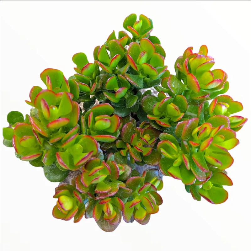 Crassula Ovata 'Baby Jade' Succulent Live Plant – 2 Inch Pot – Indoor & Outdoor Crassula Ovata 'Baby Jade' Succulent Live Plant – 2 Inch Pot – Indoor & Outdoor - Image 3
