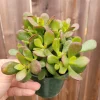Crassula Ovata 'Baby Jade' Succulent Live Plant – 2 Inch Pot – Indoor & Outdoor Crassula Ovata 'Baby Jade' Succulent Live Plant – 2 Inch Pot – Indoor & Outdoor - Image 1