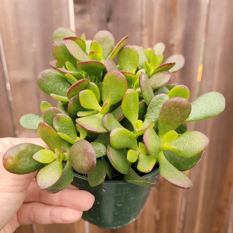 Crassula Ovata 'Baby Jade' Succulent Live Plant – 2 Inch Pot – Indoor & Outdoor Crassula Ovata 'Baby Jade' Succulent Live Plant – 2 Inch Pot – Indoor & Outdoor - Image 1