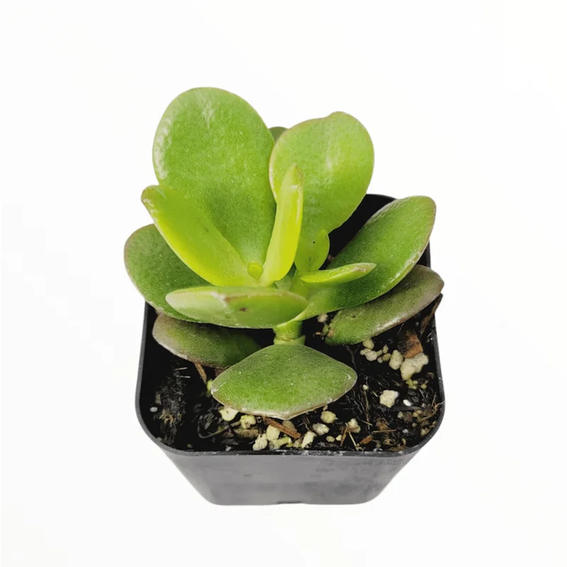 Crassula Ovata 'Baby Jade' Succulent Live Plant – 2 Inch Pot – Indoor & Outdoor Crassula Ovata 'Baby Jade' Succulent Live Plant – 2 Inch Pot – Indoor & Outdoor - Image 5