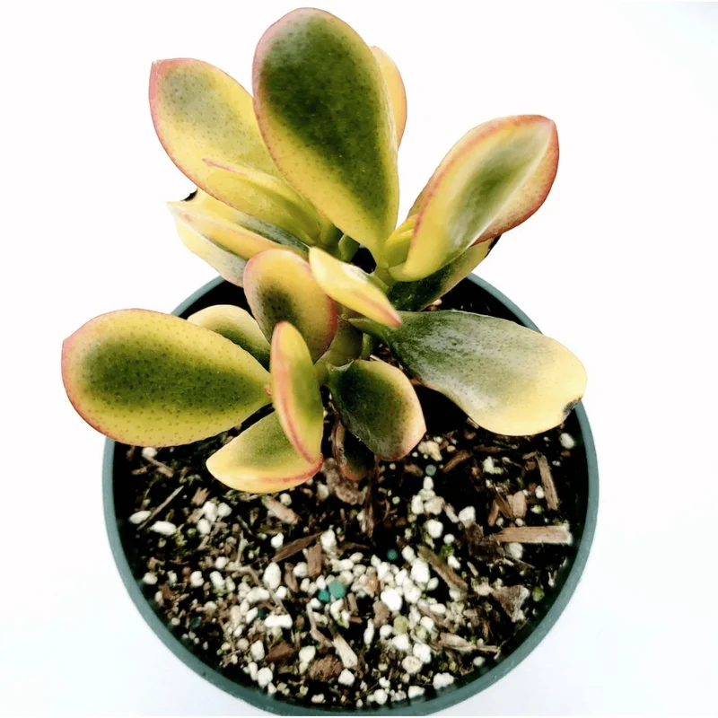 Crassula Ovata 'Hummel's Sunset' Golden Jade Succulent Live Plant 4" Bare Root Crassula Ovata 'Hummel's Sunset' Golden Jade Succulent Live Plant 4" Bare Root - Image 2