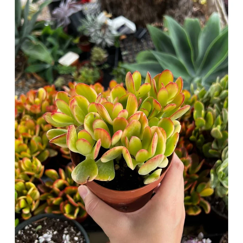 Crassula Ovata 'Hummel's Sunset' Golden Jade Succulent Live Plant 4" Bare Root Crassula Ovata 'Hummel's Sunset' Golden Jade Succulent Live Plant 4" Bare Root - Image 3