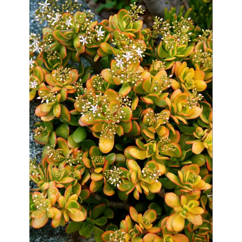 Crassula Ovata 'Hummel's Sunset' Golden Jade Succulent Live Plant 4" Bare Root Crassula Ovata 'Hummel's Sunset' Golden Jade Succulent Live Plant 4" Bare Root - Image 4