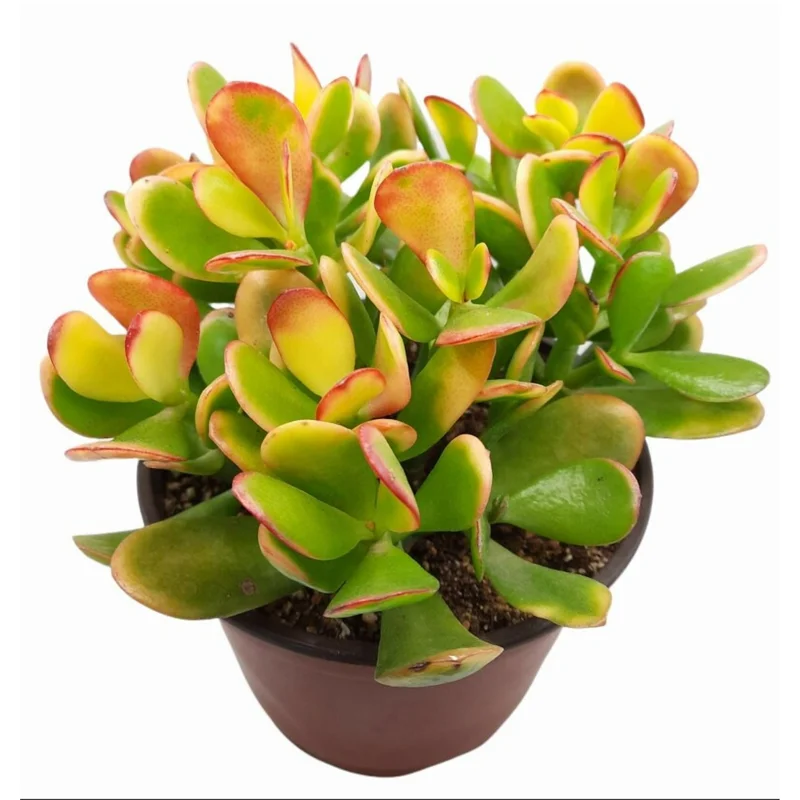 Crassula Ovata 'Hummel's Sunset' Golden Jade Succulent Live Plant 4" Bare Root Crassula Ovata 'Hummel's Sunset' Golden Jade Succulent Live Plant 4" Bare Root - Image 5