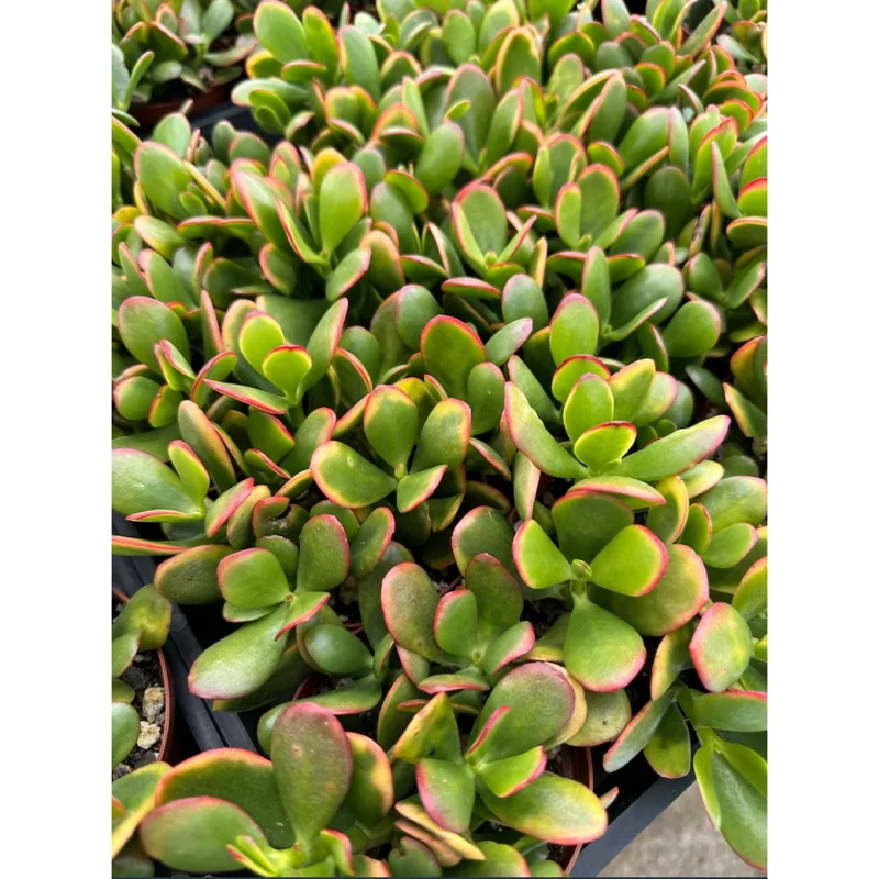 Crassula Ovata 'Hummel's Sunset' Golden Jade Succulent Live Plant 4" Bare Root Crassula Ovata 'Hummel's Sunset' Golden Jade Succulent Live Plant 4" Bare Root - Image 6