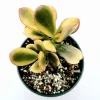 Crassula Ovata 'Hummel's Sunset' Golden Jade Succulent Live Plant 4" Bare Root Crassula Ovata 'Hummel's Sunset' Golden Jade Succulent Live Plant 4" Bare Root - Image 1