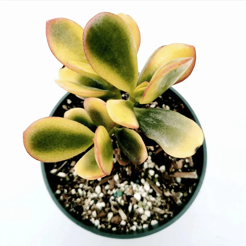 Crassula Ovata 'Hummel's Sunset' Golden Jade Succulent Live Plant 4" Bare Root Crassula Ovata 'Hummel's Sunset' Golden Jade Succulent Live Plant 4" Bare Root - Image 1