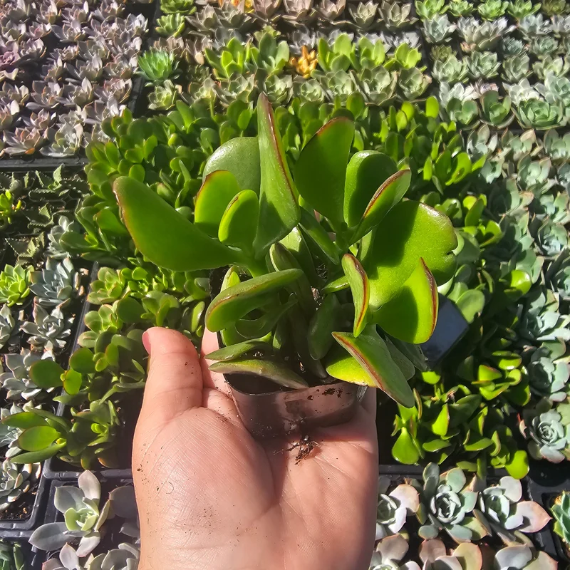 Crassula Ovata Jade Plant – Live Succulent – 2in Pot – Indoor/Outdoor - Image 2