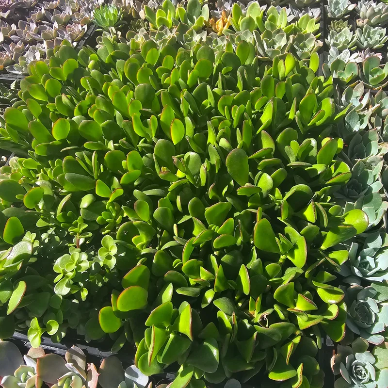 Crassula Ovata Jade Plant – Live Succulent – 2in Pot – Indoor/Outdoor Crassula Ovata Jade Plant – Live Succulent – 2in Pot – Indoor/Outdoor - Image 4