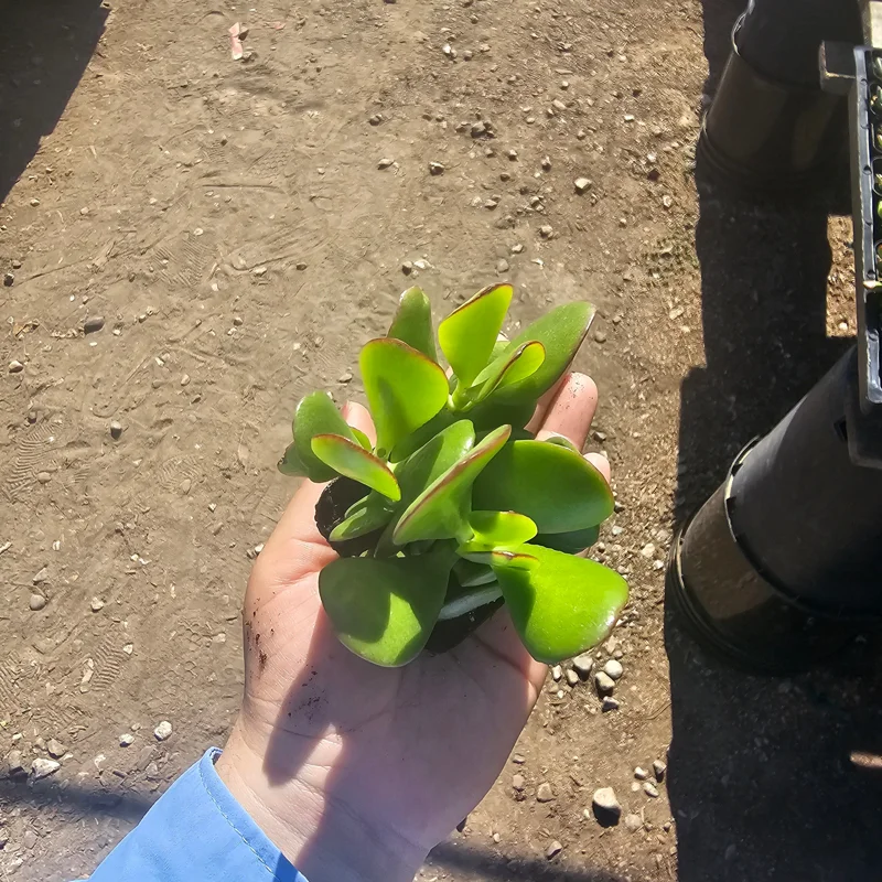 Crassula Ovata Jade Plant – Live Succulent – 2in Pot – Indoor/Outdoor - Image 1