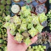 Crassula Perforata String of Buttons Variegata Succulent Live Plant 2 Inch Pot Crassula Perforata String of Buttons Variegata Succulent Live Plant 2 Inch Pot - Image 1