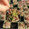 Crassula Pubescens Succulent Live Plant 2 Inch - Indoor/Outdoor Jersey Pigmyweed - Image 1