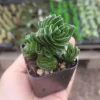 Crassula pyramidalis 'Buddha's Temple' Live Succulent Plant | 2 inch pot - Image 1