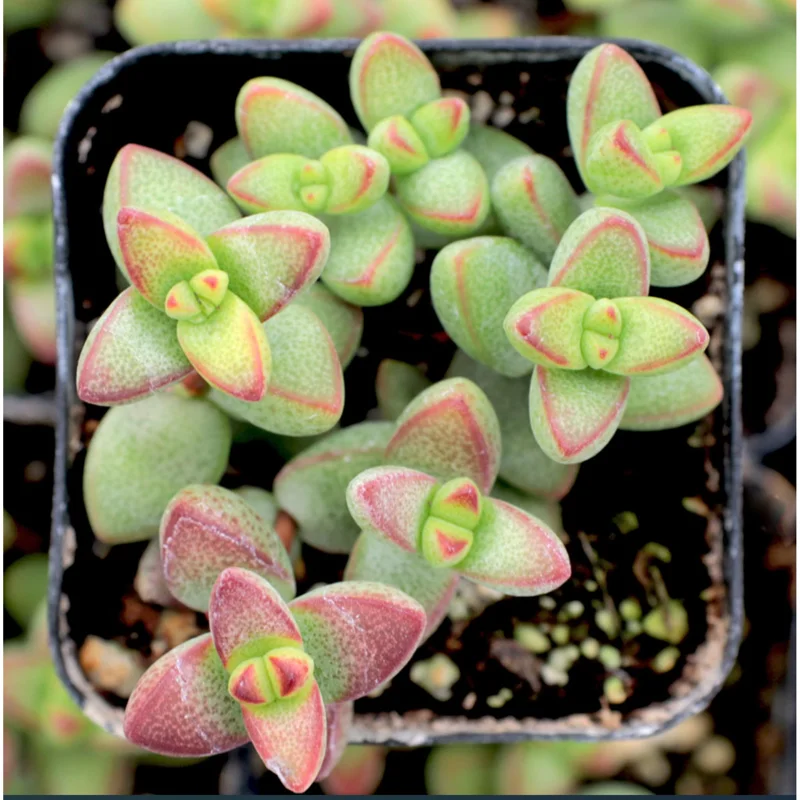 Crassula Rupestris Var. Monticola Succulent Live Plant 2 Inch Pot Indoor Outdoor Crassula Rupestris Var. Monticola Succulent Live Plant 2 Inch Pot Indoor Outdoor - Image 2
