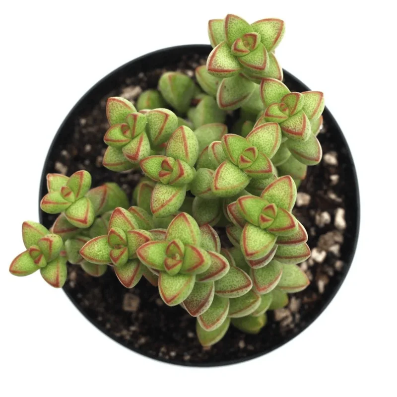 Crassula Rupestris Var. Monticola Succulent Live Plant 2 Inch Pot Indoor Outdoor Crassula Rupestris Var. Monticola Succulent Live Plant 2 Inch Pot Indoor Outdoor - Image 4